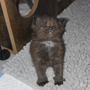 chaton Maine coon black smoke Azalée Chatterie Des Coons de l'ouanne
