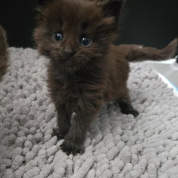 chaton Maine coon black smoke Azalée Chatterie Des Coons de l'ouanne