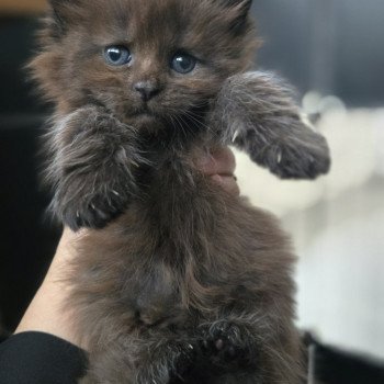 chaton Maine coon black smoke Azalée Chatterie Des Coons de l'ouanne