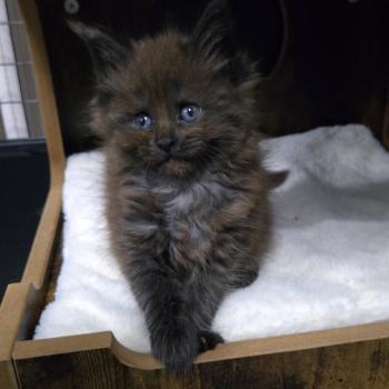 chaton Maine coon black smoke Azalée Chatterie Des Coons de l'ouanne