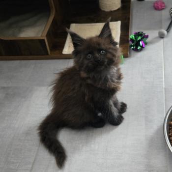 chaton Maine coon black smoke Azalée Chatterie Des Coons de l'ouanne