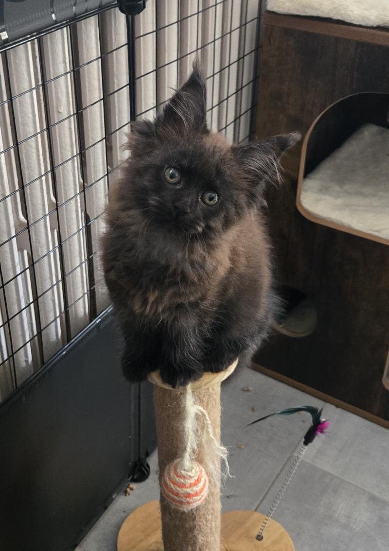 Azalée Femelle Maine coon