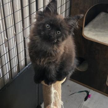 chaton Maine coon black smoke Azalée Chatterie Des Coons de l'ouanne