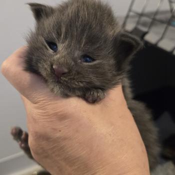 chaton Maine coon blue Chatterie Des Coons de l'ouanne