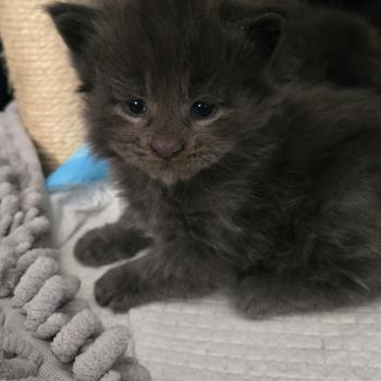 chaton Maine coon blue Blow Chatterie Des Coons de l'ouanne