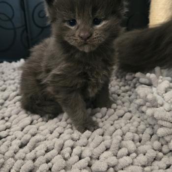 chaton Maine coon blue Blow Chatterie Des Coons de l'ouanne