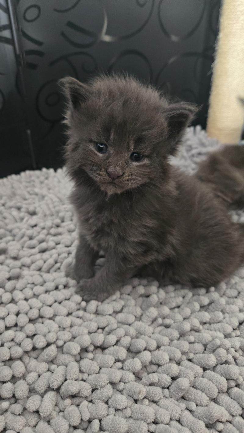 Blow Mâle Maine coon