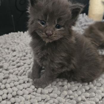 chaton Maine coon blue Blow Chatterie Des Coons de l'ouanne