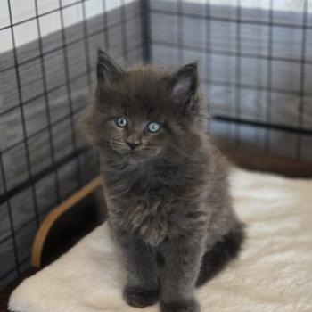 chaton Maine coon blue Blow Chatterie Des Coons de l'ouanne
