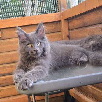 chat Maine coon blue Blow Chatterie Des Coons de l'ouanne