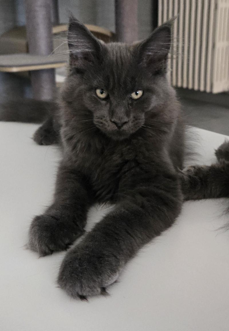 Blow Mâle Maine coon