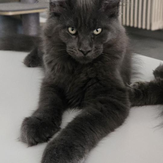 Blow Mâle Maine coon