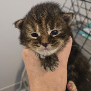 chaton Maine coon black tortie Chatterie Des Coons de l'ouanne