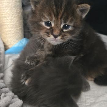 chaton Maine coon black tortie Bianca Chatterie Des Coons de l'ouanne