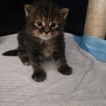 chaton Maine coon black tortie Bianca Chatterie Des Coons de l'ouanne