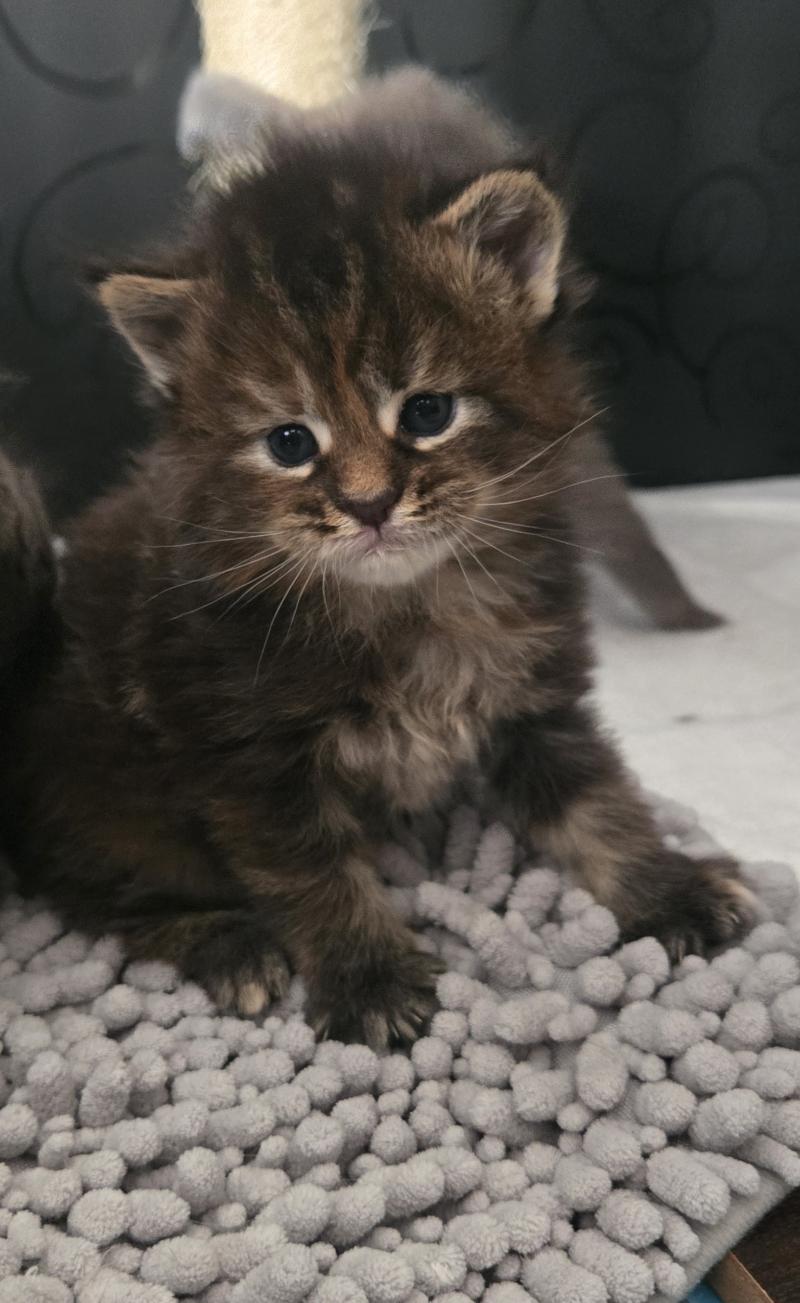 Bianca Femelle Maine coon