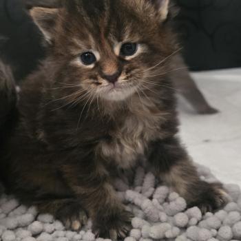 chaton Maine coon black tortie Bianca Chatterie Des Coons de l'ouanne