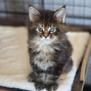 chaton Maine coon black tortie Bonnie Chatterie Des Coons de l'ouanne
