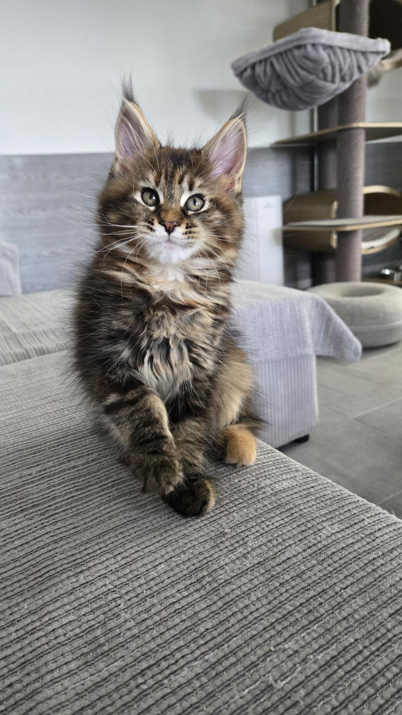 Bonnie Femelle Maine coon