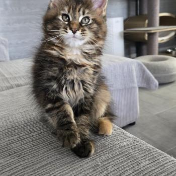 chaton Maine coon black tortie Bonnie Chatterie Des Coons de l'ouanne