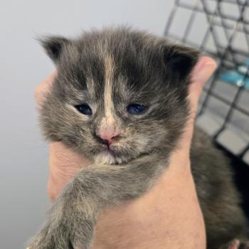 chaton Maine coon blue tortie Chatterie Des Coons de l'ouanne