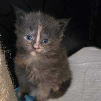 chaton Maine coon blue tortie Bonnie Chatterie Des Coons de l'ouanne