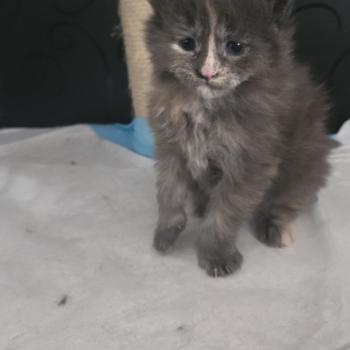 chaton Maine coon blue tortie Bonnie Chatterie Des Coons de l'ouanne