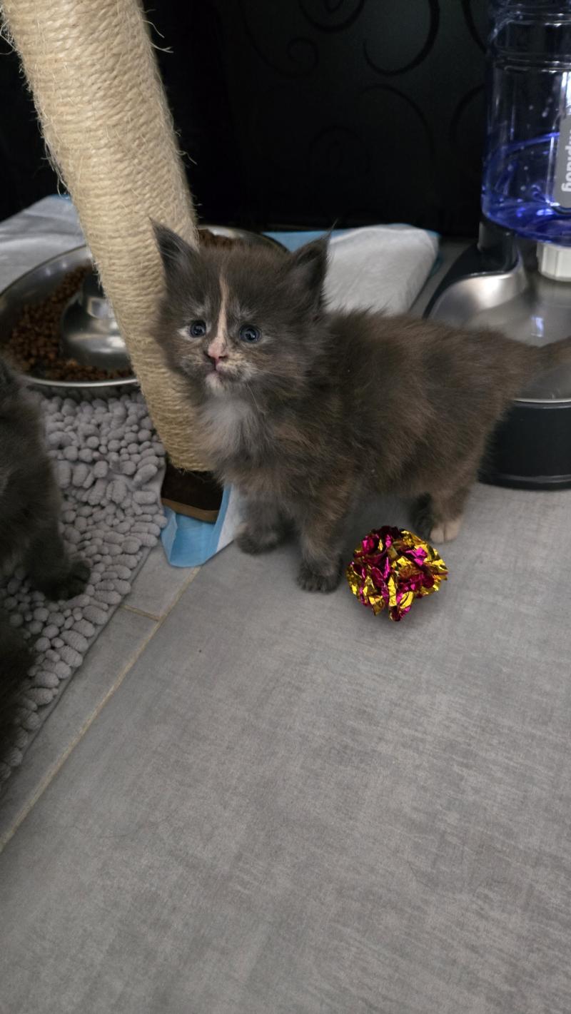 Bonnie Femelle Maine coon