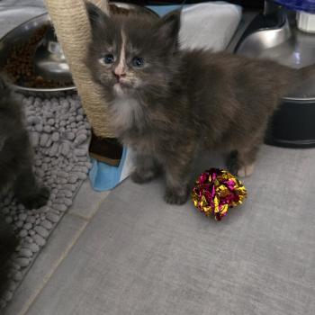 chaton Maine coon blue tortie Bonnie Chatterie Des Coons de l'ouanne