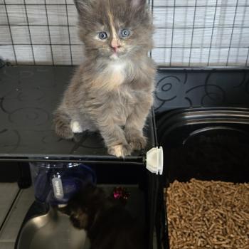 chaton Maine coon blue tortie Bonnie Chatterie Des Coons de l'ouanne