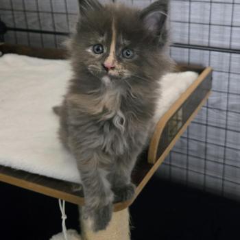 chaton Maine coon blue tortie Bianca Chatterie Des Coons de l'ouanne