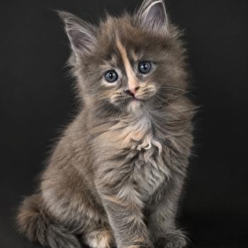 chaton Maine coon blue tortie Bianca Chatterie Des Coons de l'ouanne