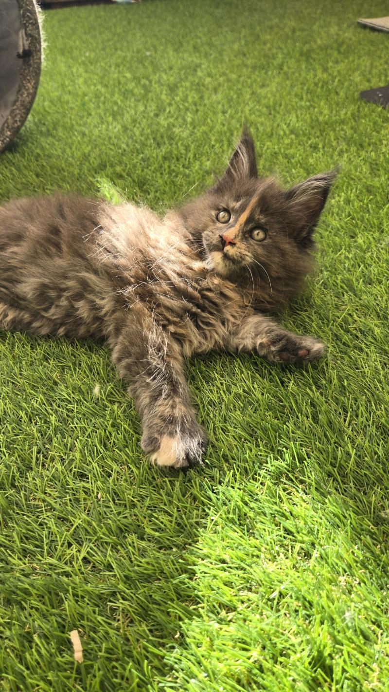 Bella- lymeria Femelle Maine coon