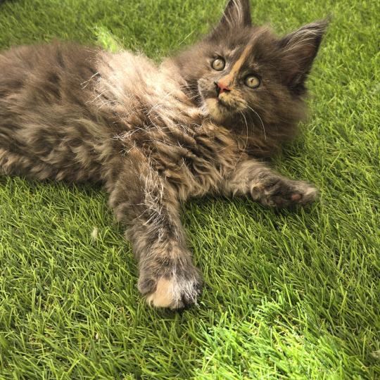 Bella- lymeria Femelle Maine coon