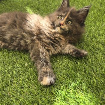 chaton Maine coon blue tortie Bella- lymeria Chatterie Des Coons de l'ouanne