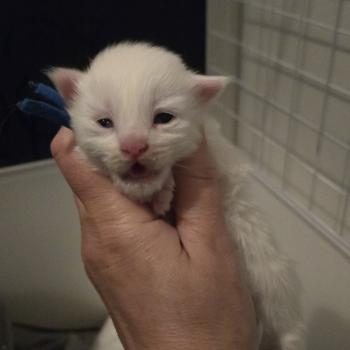 chaton Maine coon white Chatterie Des Coons de l'ouanne