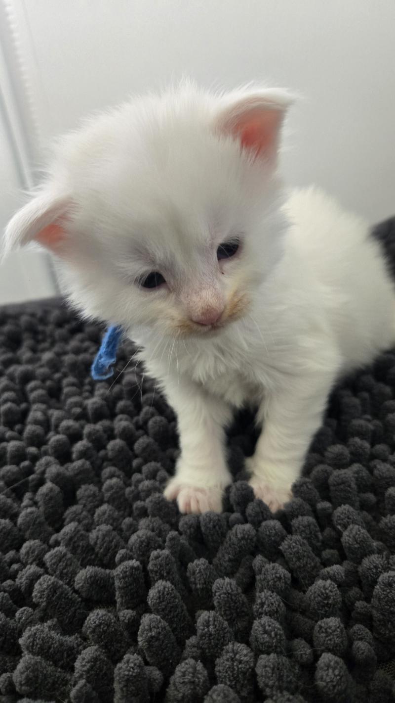 Bao Mâle Maine coon