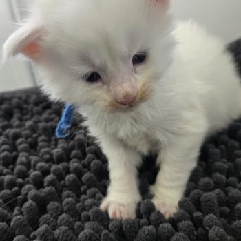 chaton Maine coon white Bounty Chatterie Des Coons de l'ouanne