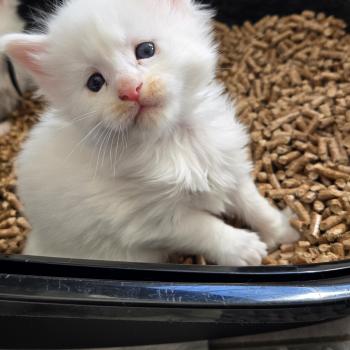 chaton Maine coon white Bao Chatterie Des Coons de l'ouanne