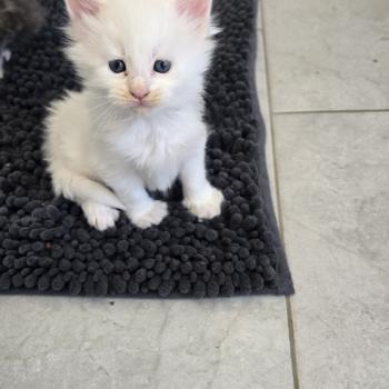 chaton Maine coon white Bao Chatterie Des Coons de l'ouanne