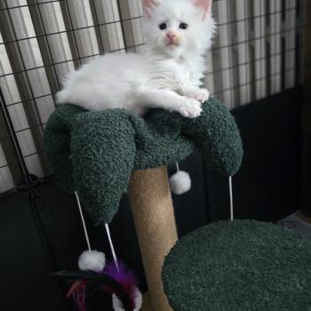 chaton Maine coon white Bao Chatterie Des Coons de l'ouanne