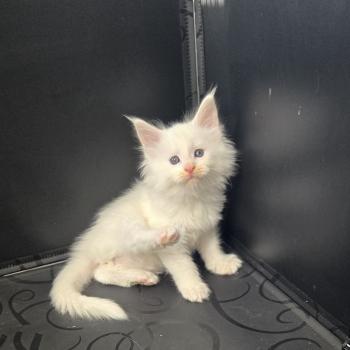 chaton Maine coon white Bao Chatterie Des Coons de l'ouanne