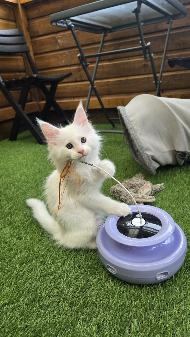 Bao Mâle Maine coon