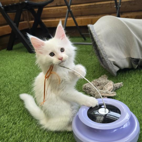 Bao Mâle Maine coon