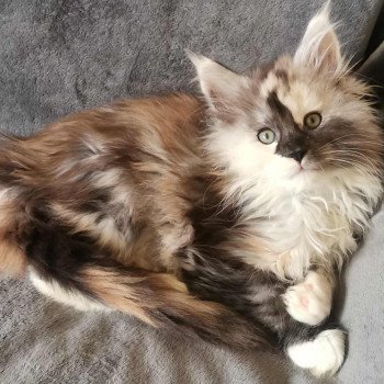 chat Maine coon brown tortie blotched tabby Aloé Chatterie Des Coons de l'ouanne