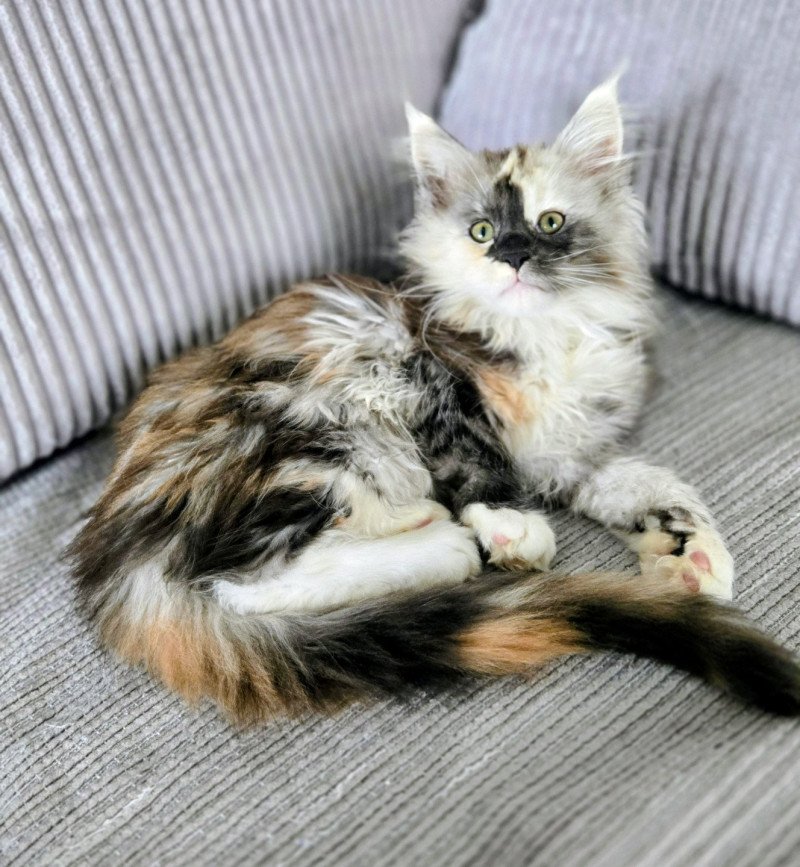 Aloé Femelle Maine coon