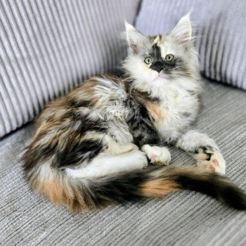 chat Maine coon brown tortie blotched tabby Aloé Chatterie Des Coons de l'ouanne