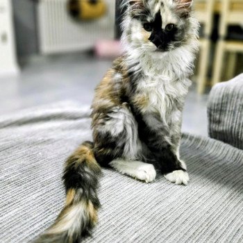chat Maine coon brown tortie blotched tabby Aloé Chatterie Des Coons de l'ouanne