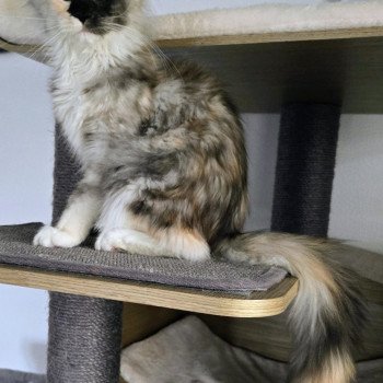 chat Maine coon brown tortie blotched tabby Aloé Chatterie Des Coons de l'ouanne