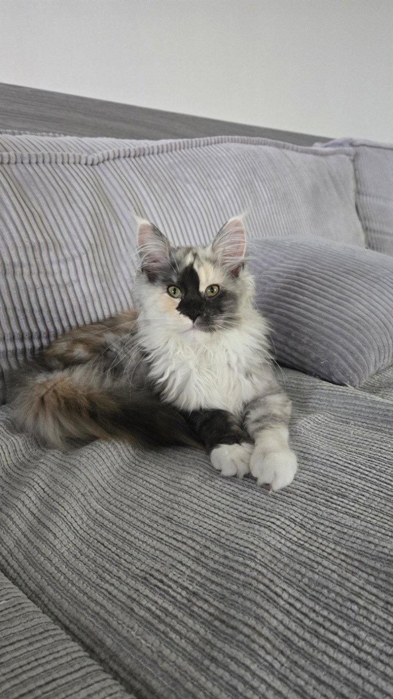 Aloé Femelle Maine coon
